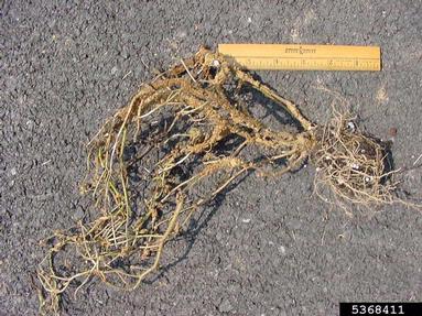 herbicides (general) (  ) on petunia (Petunia x hybrida ) - 5368411