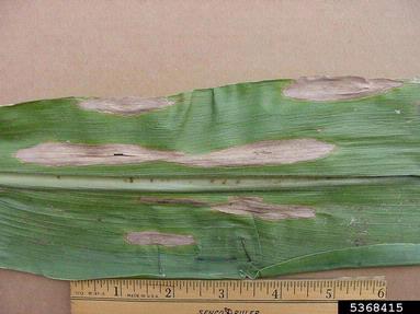 dry rot of ears and stalks of maize (Stenocarpella macrospora ) on corn (Zea mays ) - 5368415