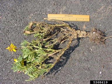 herbicides (general) (  ) on Aztec marigold (Tagetes erecta ) - 5368419