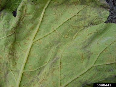 downy mildew (Pseudoperonospora cubensis ) on gourd (Cucurbita spp. ) - 5368442