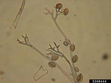downy mildew (Pseudoperonospora cubensis ) on squashes (general) (Cucurbita pepo ) - 5368444