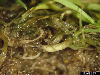 anthracnose (Colletotrichum graminicola ) on creeping bentgrass (Agrostis stolonifera ) - 5368457