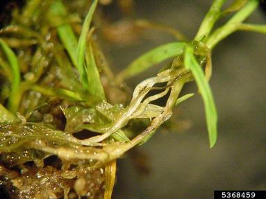 anthracnose (Colletotrichum graminicola ) on creeping bentgrass (Agrostis stolonifera ) - 5368459