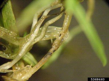 anthracnose (Colletotrichum graminicola ) on creeping bentgrass (Agrostis stolonifera ) - 5368460
