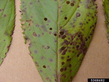 Cercospora fungi (Cercospora spp. ) on plum/cherry (Prunus spp. ) - 5368482