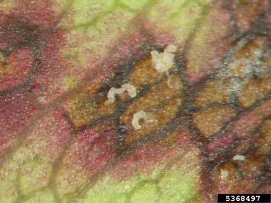Phloeosporella fungus (Phloeosporella padi ) on plum/cherry (Prunus spp. ) - 5368497