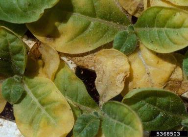 fungicides on burley tobacco (Nicotiana tabacum (burley type)) - 5368503