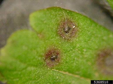 anthracnose (Drepanopeziza ribis ) on hairystem gooseberry (Ribes hirtellum ) - 5368510
