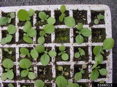 Rhizoctonia damping-off, blight and rot (Rhizoctonia solani ) on burley tobacco (Nicotiana tabacum (burley type)) - 5368513