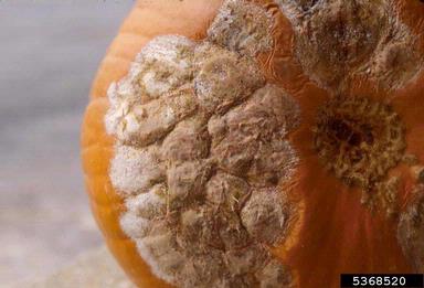 Fusarium wilts, blights, rots and damping-off (Fusarium spp. ) on squashes (general) (Cucurbita pepo ) - 5368520