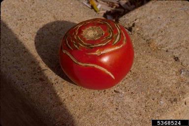 abiotic stresses (general) (  ) on tomato (Lycopersicon esculentum ) - 5368524