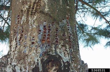 yellow-bellied sapsucker (Sphyrapicus varius ) on eastern white pine (Pinus strobus ) - 5368531