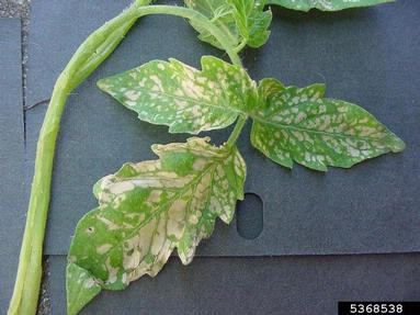 frost and winter injury (general) (  ) on tomato (Lycopersicon esculentum ) - 5368538