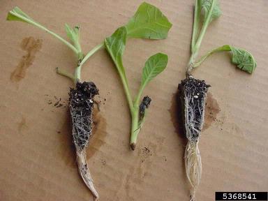 Sclerotinia rot (Sclerotinia sclerotiorum ) on burley tobacco (Nicotiana tabacum (burley type)) - 5368541
