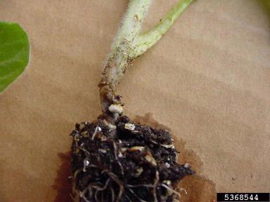 Sclerotinia rot (Sclerotinia sclerotiorum ) on burley tobacco (Nicotiana tabacum (burley type)) - 5368544