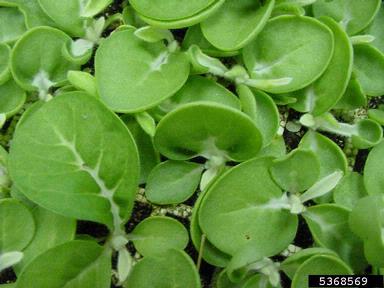 fungicides on burley tobacco (Nicotiana tabacum (burley type)) - 5368569