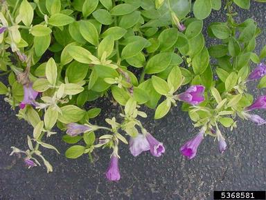 iron deficiency (  ) on petunia (Petunia x hybrida ) - 5368581