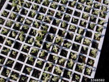 herbicides (general) (  ) on burley tobacco (Nicotiana tabacum (burley type)) - 5368582