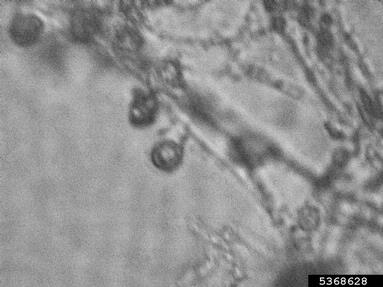 Pythium diseases (Pythium spp. ) on corn (Zea mays ) - 5368628
