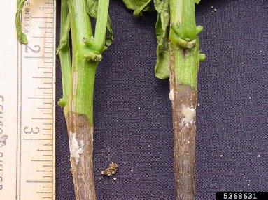 Sclerotinia rot (Sclerotinia sclerotiorum ) on sweet pepper (Capsicum annuum ) - 5368631