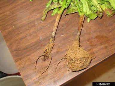 Sclerotinia rot (Sclerotinia sclerotiorum ) on sweet pepper (Capsicum annuum ) - 5368632