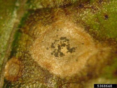 leaf spot (Tubakia dryina ) on post oak (Quercus stellata ) - 5368648