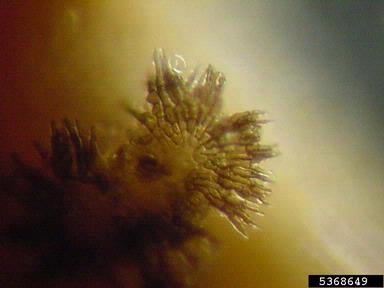 leaf spot (Tubakia dryina ) on post oak (Quercus stellata ) - 5368649