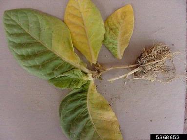 Fusarium wilt (Fusarium oxysporum f.sp. nicotianae) on burley tobacco (Nicotiana tabacum (burley type)) - 5368652
