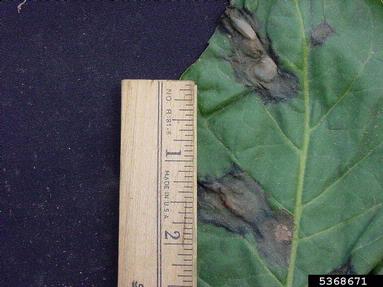 Phytophthora blight (Phytophthora nicotianae ) on dark tobacco (Nicotiana tabacum (dark type)) - 5368671