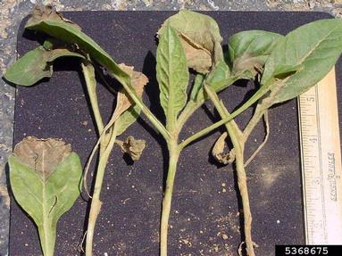 Phytophthora blight (Phytophthora nicotianae ) on dark tobacco (Nicotiana tabacum (dark type)) - 5368675