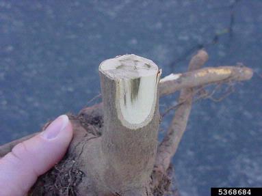 Verticillium wilts (Verticillium spp. ) on red maple (Acer rubrum ) - 5368684