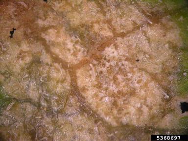 anthracnose (Colletotrichum orbiculare ) on cucumber (Cucumis sativus ) - 5368697