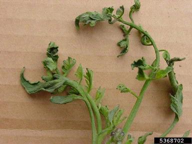 herbicides (general) (  ) on tomato (Lycopersicon esculentum ) - 5368702