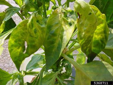 glyphosate (  ) on sweet pepper (Capsicum annuum ) - 5368711