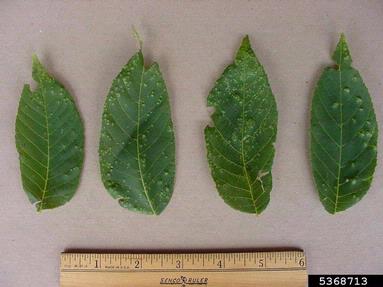 downy spot (Microstroma juglandis ) on black walnut (Juglans nigra ) - 5368713