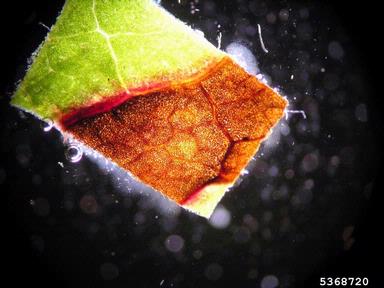 bacterial spot Xanthomonas spp.  on oakleaf hydrangea Hydrangea 