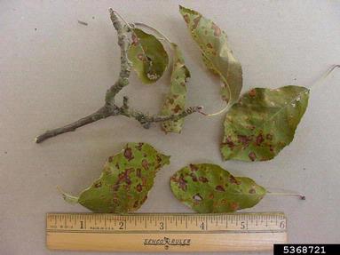 black rot (Botryosphaeria obtusa ) on apple (Malus domestica ) - 5368721