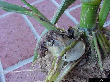 common smut (Ustilago maydis ) on corn (Zea mays ) - 5368725