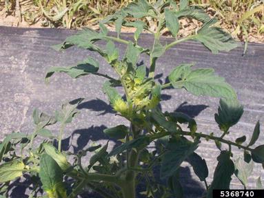 glyphosate (  ) on tomato (Lycopersicon esculentum ) - 5368740