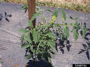 glyphosate (  ) on tomato (Lycopersicon esculentum ) - 5368741