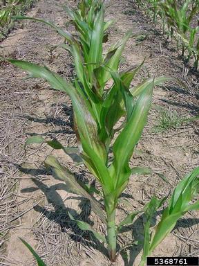 zinc deficiency (  ) on corn (Zea mays ) - 5368761