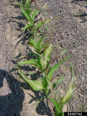 nutrient deficiency (  ) on corn (Zea mays ) - 5368762