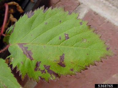 downy mildew (Peronospora spp. ) on cane fruit (blackberry, raspberry) (Rubus spp. ) - 5368765