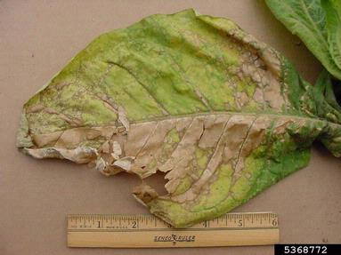 herbicides (general) (  ) on burley tobacco (Nicotiana tabacum (burley type)) - 5368772