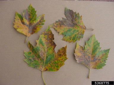 Septoria leaf spot (Septoria platanifolia ) on London planetree (Platanus hybrida ) - 5368775
