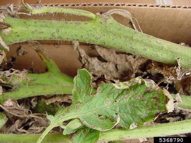 Septoria leaf spot (Septoria lycopersici ) on tomato (Lycopersicon esculentum ) - 5368790