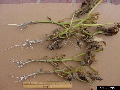 sudden oxygen starvation (  ) on soybean (Glycine max ) - 5368799
