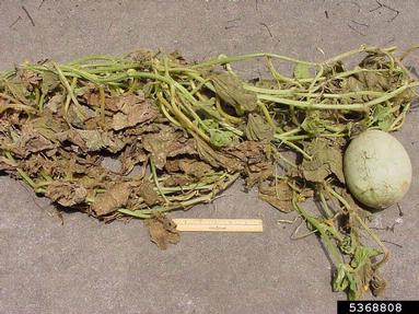 Alternaria leaf blight (Alternaria cucumerina ) on muskmelon (Cucumis melo ssp. melo) - 5368808