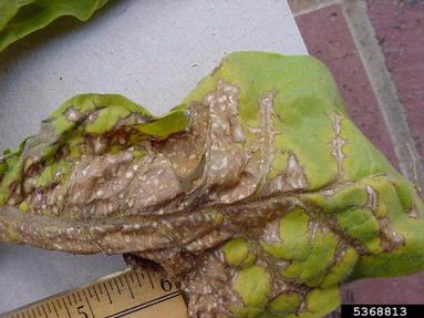 Tomato Spotted Wilt Virus (Tospovirus TSWV ) on burley tobacco (Nicotiana tabacum (burley type)) - 5368813