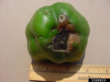 blossom end rot (  ) on sweet pepper (Capsicum annuum ) - 5368829